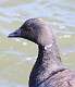 134: Goose - Brant