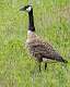 135: Goose - Canada-1