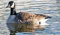 136: Goose - Canada-2