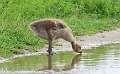 138: Goose - Canada
