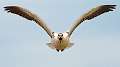 139: Goose - Snow-1