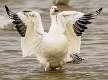 140: Goose - Snow-2