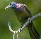 143: Grackle - Boat-tailed-1