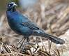 144: Grackle - Boat-tailed-2