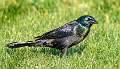 146: Grackle - Common-1