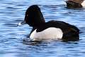 148: Greater Scaup
