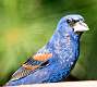149: Grosbeak - Blue-1