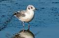 151: Gull - Bonapartes-1