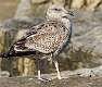 153: Gull - Great Black-backed-1