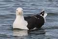 154: Gull - Great Black-backed