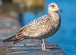 155: Gull - Herring-1