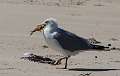 157: Gull - Herring-2
