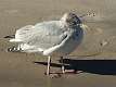 159: Gull - Herring-3