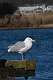 160: Gull - Herring-5