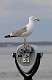 161: Gull - Herring