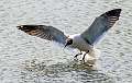 162: Gull - Laughing-1