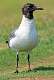 163: Gull - Laughing-2