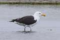 165: Gull - Lesser Black-backed