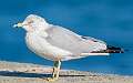 166: Gull - Ring-billed-1