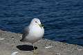 167: Gull - Ring-billed-2