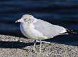168: Gull - Ringbill
