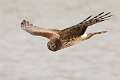 170: Harrier - Northern