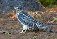 171: Hawk - Cooper-1