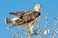 174: Hawk - Ferruginous-1