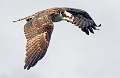 175: Hawk - Osprey-1