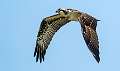 176: Hawk - Osprey-2