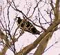 177: Hawk - Osprey-4