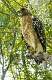 178: Hawk - Red-shoulder-1
