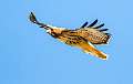 179: Hawk - Red-tailed-1