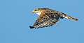 180: Hawk - Red-tailed-2