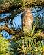 182: Hawk - Sharp-shinned-1