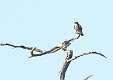 183: Hawk - Sharp-shinned