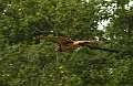 181: Hawk - red-tailed