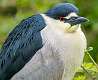 184: Heron - Black-crowned Night-1
