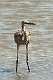 185: Heron - Great Blue juvenal