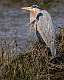 186: Heron - Great Blue-1