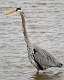187: Heron - Great Blue