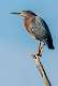 188: Heron - Green-1