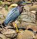 190: Heron - Green-3