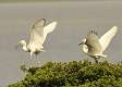 192: Heron - Little Blue fledglings