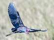 193: Heron - Little Blue-1