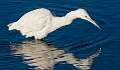 194: Heron - Little Blue-2