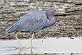 195: Heron - Little Blue-3