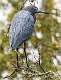 196: Heron - Little Blue-4