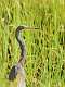 198: Heron - Tricolor 2