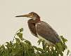 199: Heron - Tricolor juvenal